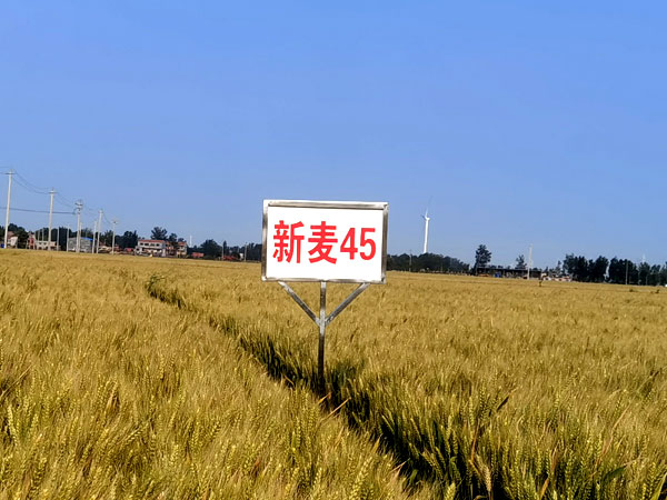 新麥45
